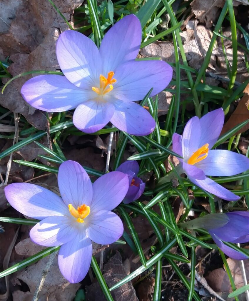 Naturopathie Colchique